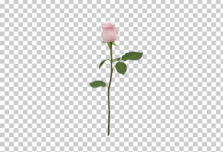 Garden Roses Mother's Day Plant Stem Last Sunday In May PNG, Clipart,  Free PNG Download