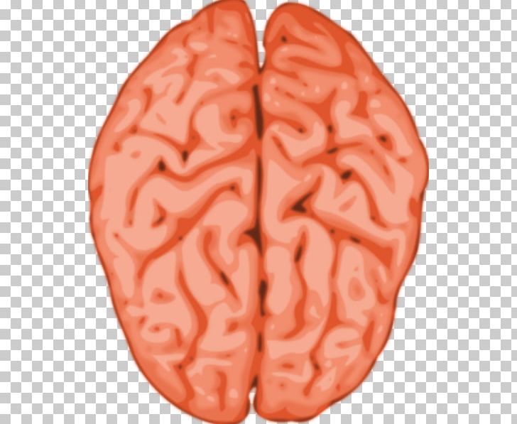 Human Brain Grey Matter PNG, Clipart, Brain, Flesh, Grey Matter, Human Anatomy Cliparts, Human Brain Free PNG Download