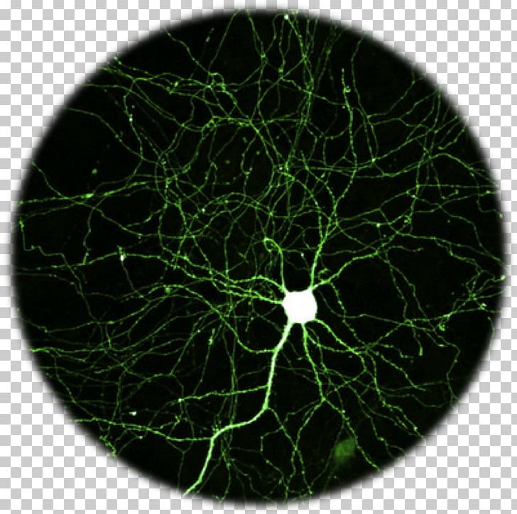 Neuron Green Fluorescent Protein Fluorescence Brain Hippocampus PNG, Clipart, Action Potential, Brain, Cell, Circle, Dendrite Free PNG Download
