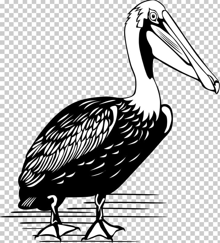 Brown Pelican Bird PNG, Clipart, Beak, Bird, Brown Pelican, Cartoon, Crane Like Bird Free PNG Download