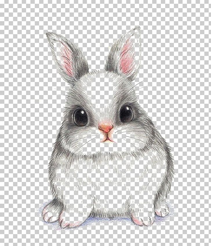European Rabbit Drawing PNG, Clipart, Animals, Bunnies, Bunny, Cartoon, Cute  Free PNG Download