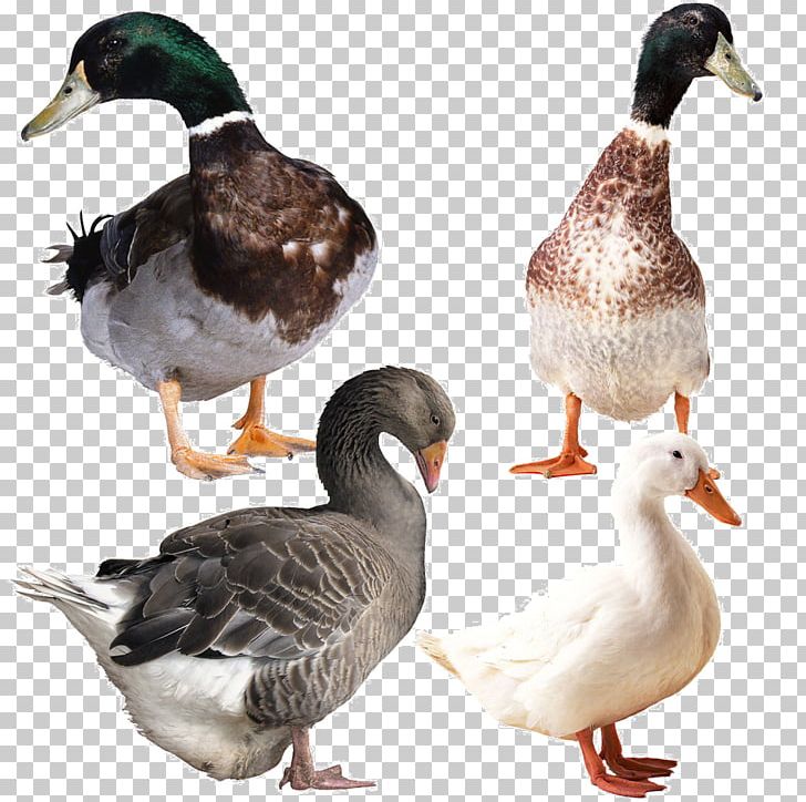 Goose Duck File Formats PNG, Clipart, Animals, Beak, Bird, Cartoon Goose, Display Resolution Free PNG Download