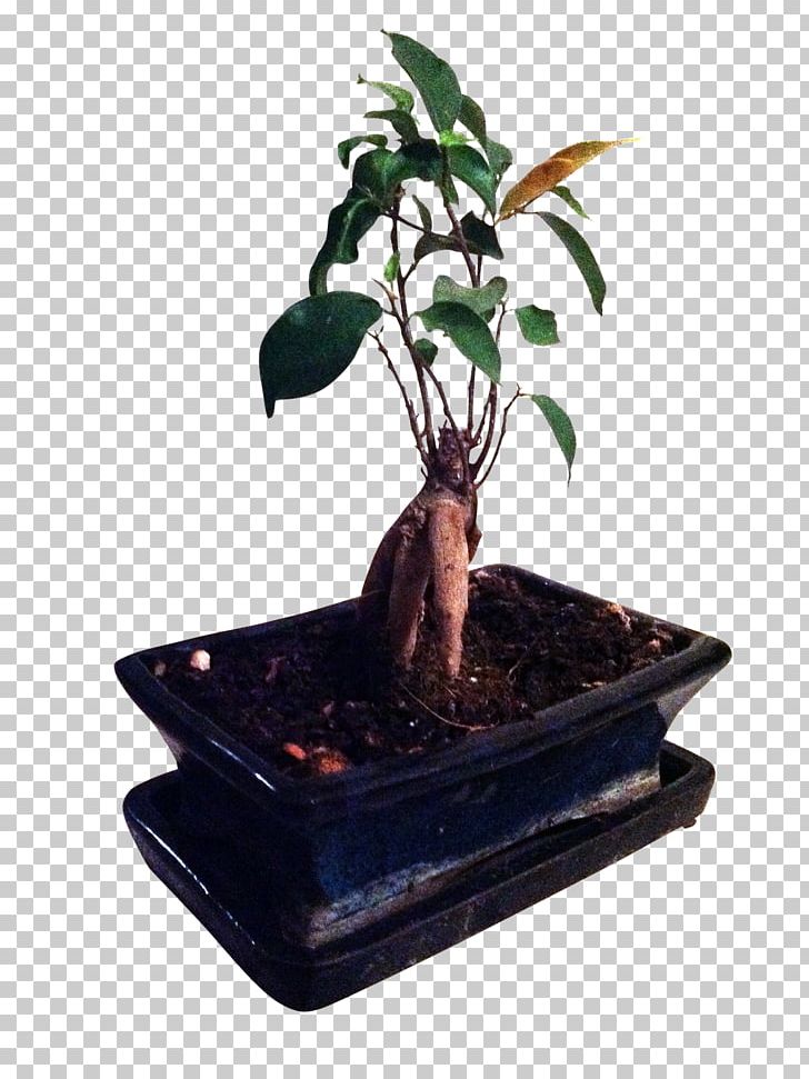 Rempotage Ficus Retusa Sageretia Theezans Bonsai Ficus Microcarpa PNG, Clipart, Amaryllis, Argus, Arrosage, Bonsai, Capital Free PNG Download