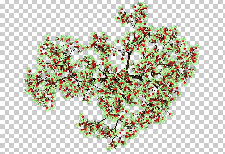 Tree Shrub Vine Apple Flower PNG, Clipart, Apple, Apple Trees, Aquifoliaceae, Branch, Computer Software Free PNG Download