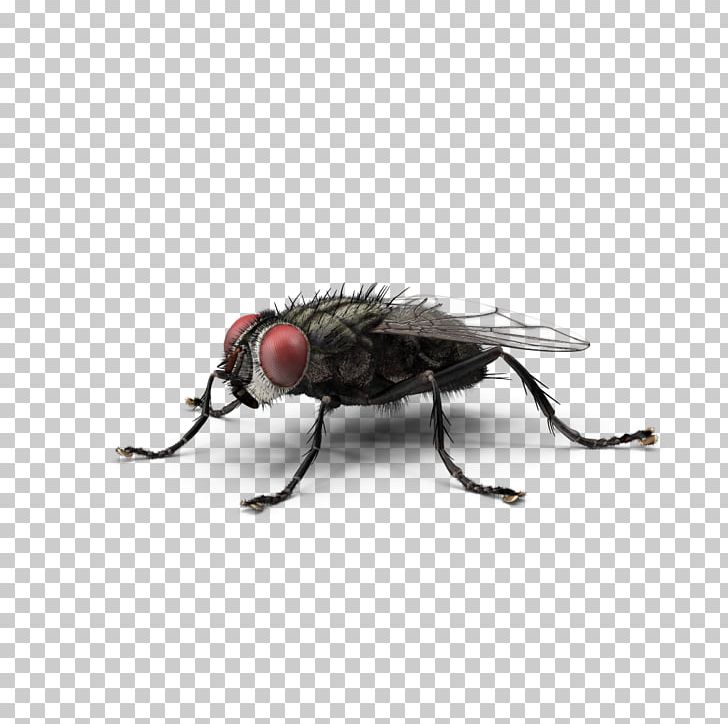 Housefly Insect Green Bottle Fly Blow Flies PNG, Clipart, Arthropod, Beetle, Blow Flies, Colorado Potato Beetle, Common Green Bottle Fly Free PNG Download