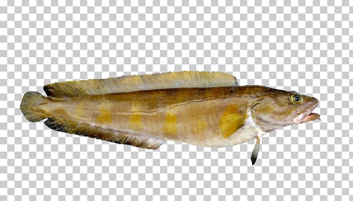 Norway Cusk Cod Fish Seafood PNG, Clipart, Animals, Animal Source Foods, Aquaculture, Atlantic Cod, Burbot Free PNG Download