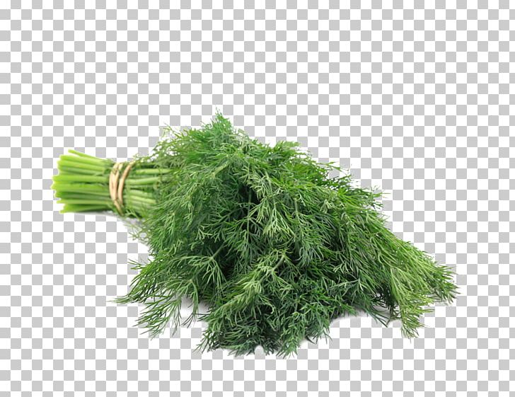 Parsley Irish Rebellion Of 1798 Vegetable Spanish PNG, Clipart, Apio, Dill, English, Grass, Herb Free PNG Download