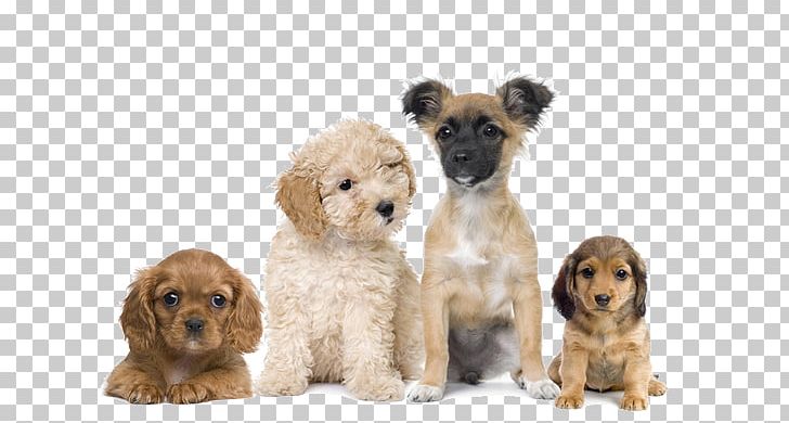Puppy Dog Training Cat Veterinarian PNG, Clipart, Animal, Animal Rescue Group, Animal Shelter, Book, Carnivoran Free PNG Download