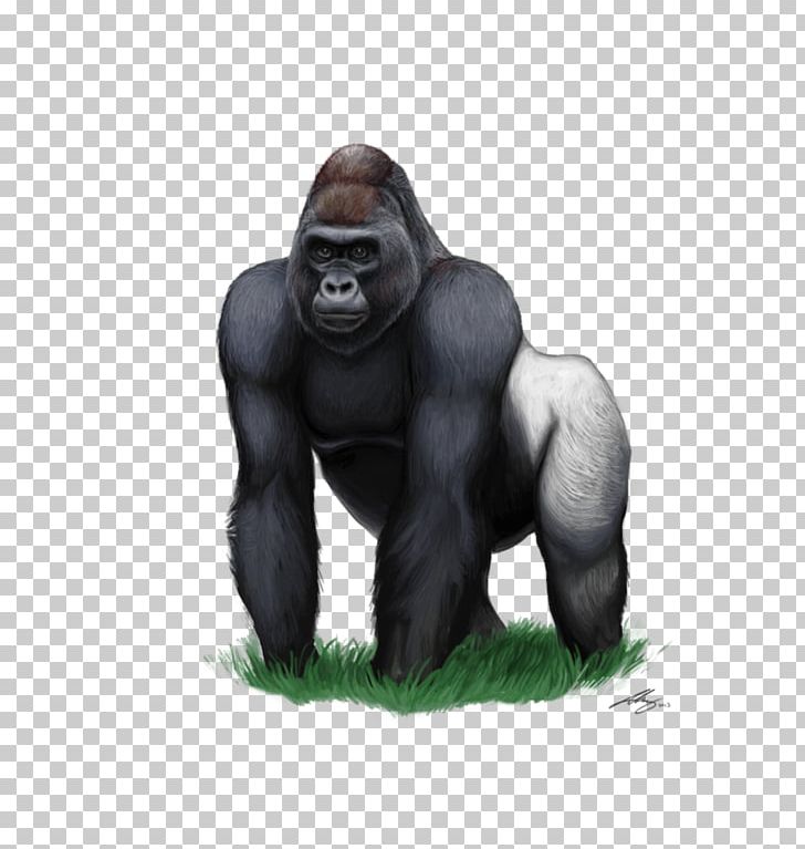 Western Lowland Gorilla PNG, Clipart, Animal, Animals, Biodiversidad, Cat, Chimpanzee Free PNG Download