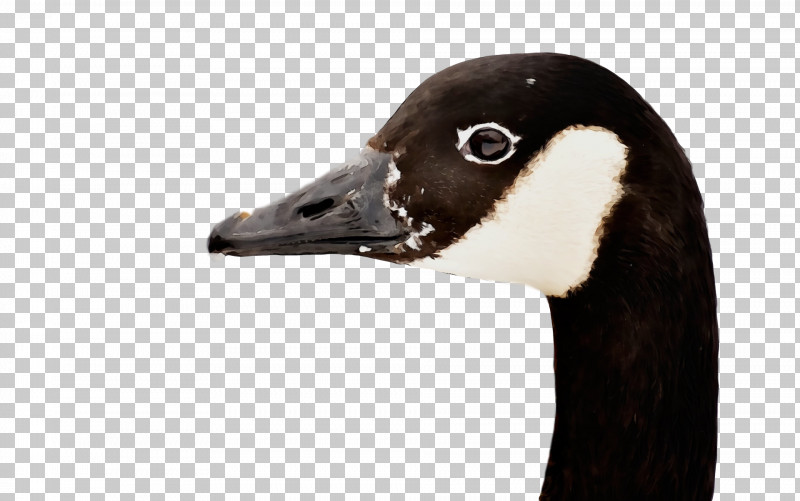 Bird Canada Goose Beak Duck Goose PNG, Clipart, Animal, Beak, Bird, Canada Goose, Duck Free PNG Download