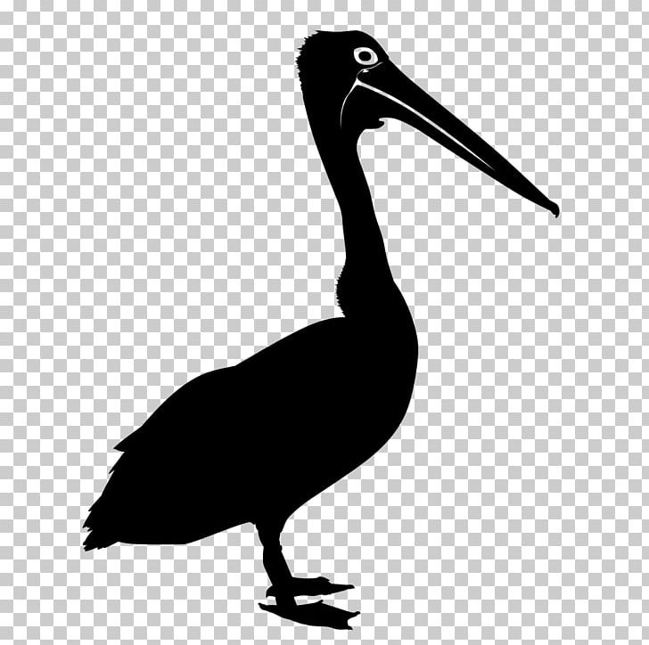 Bird Australian Pelican Drawing PNG, Clipart, Animals, Australian Pelican, Beak, Bird, Black And White Free PNG Download