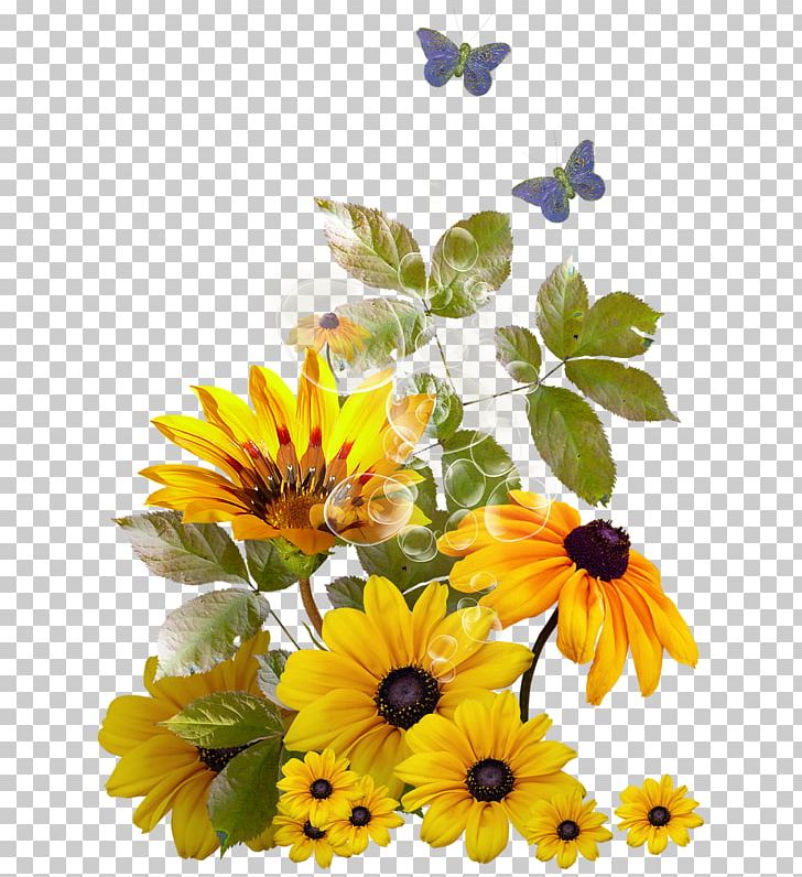 Birthday Happiness Joy Wish PNG, Clipart, Afectividad, Album, Calendula, Cut Flowers, Daisy Free PNG Download