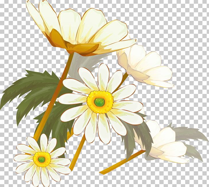 Chrysanthemum Xd7grandiflorum Flowering Tea Oxeye Daisy Feverfew PNG, Clipart, Chrysanthemum Chrysanthemum, Chrysanthemums, Dahlia, Daisy Family, Flower Free PNG Download