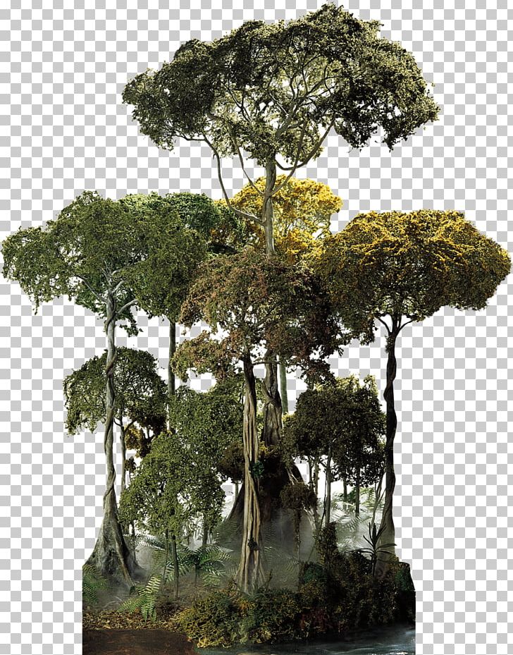 El Yunque National Forest Amazon Rainforest Cloud Forest Tree Canopy PNG, Clipart, Amazon Rainforest, Bonsai, Canopy, Canopy Tree, Cloud Forest Free PNG Download