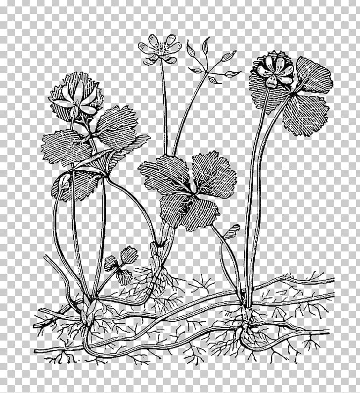 Flower Plant Floral Design Black And White PNG, Clipart, Art, Artwork, Black And White, Branch, Cut Flowers Free PNG Download