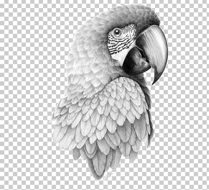 Parrot Bird Drawing Macaw Sketch PNG, Clipart, Animals, Art, Beak, Bird, Bird Of Prey Free PNG Download