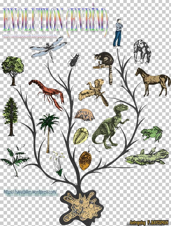 Evolutionary History Of Life Animal Evidence Of Common Descent Phylogenetic Tree PNG, Clipart, Art, Biology, Bird, Branch, Carnivoran Free PNG Download