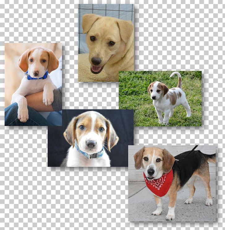 Harrier English Foxhound American Foxhound Beagle Treeing Walker Coonhound PNG, Clipart, Adoption, American Foxhound, Beagle, Carnivoran, Companion Dog Free PNG Download