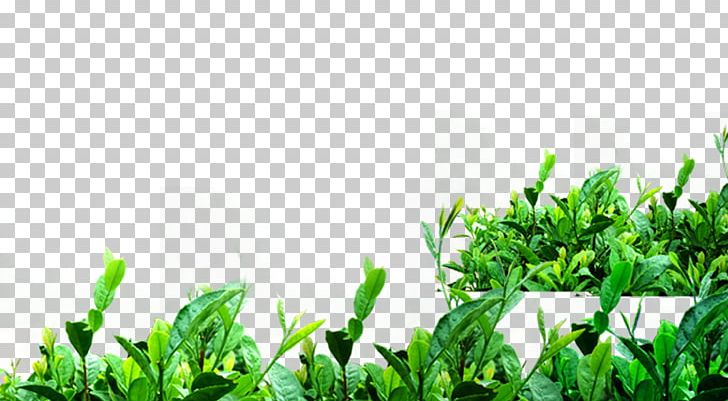 Green Tea Matcha Camellia Sinensis PNG, Clipart, Background Green, Camellia Sinensis, Computer Wallpaper, Crop, Cultivate Free PNG Download