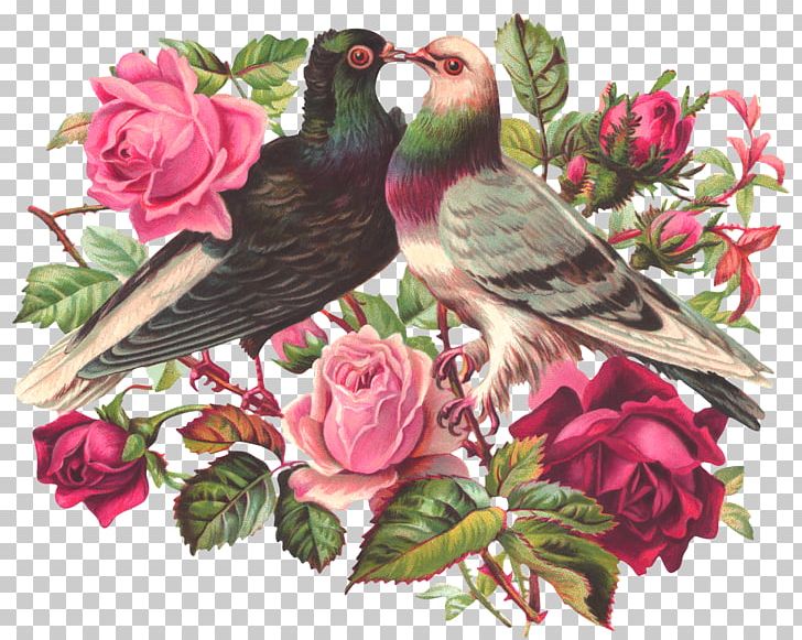 Lovebird Owl Columbidae Domestic Pigeon PNG, Clipart, Angel, Angel Wings, Art, Bird, Crows Free PNG Download