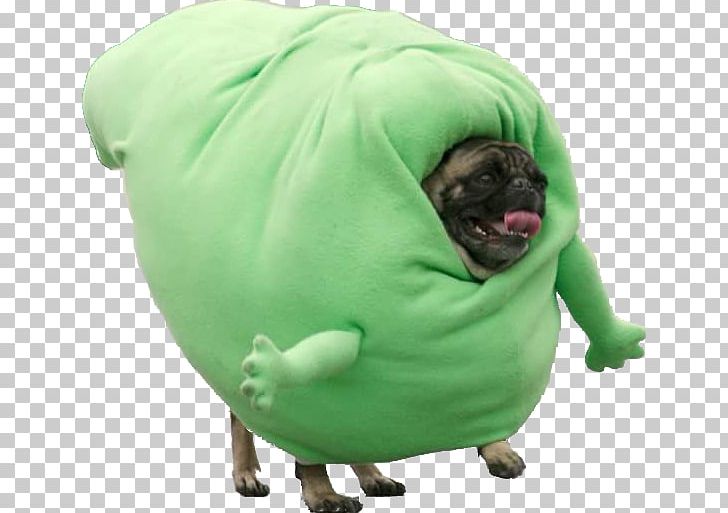 Pugs In Costumes Puppy Halloween Costume PNG, Clipart, Animals, Carnivoran, Cat, Companion Dog, Costume Free PNG Download
