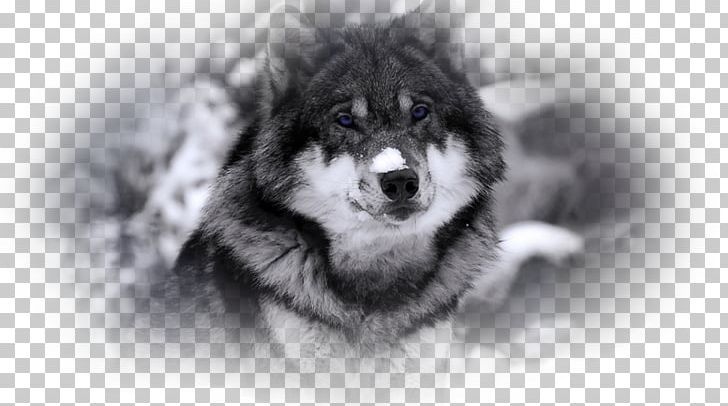 Siberian Husky Black Wolf African Wild Dog Alaskan Malamute Arctic Wolf PNG, Clipart, Animal, Black And White, Black Wolf, Canidae, Carnivoran Free PNG Download