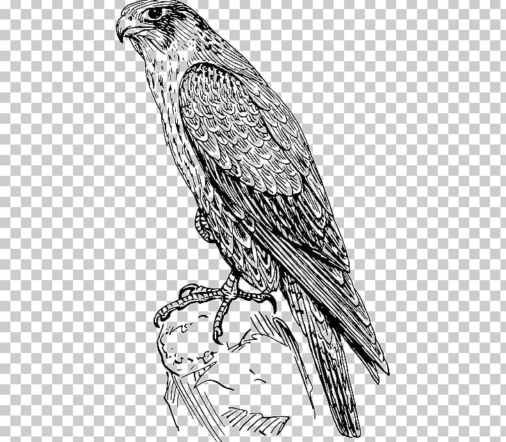 Coloring Book Peregrine Falcon Drawing PNG, Clipart, Adult, Art, Artwork, Bald Eagle, Beak Free PNG Download