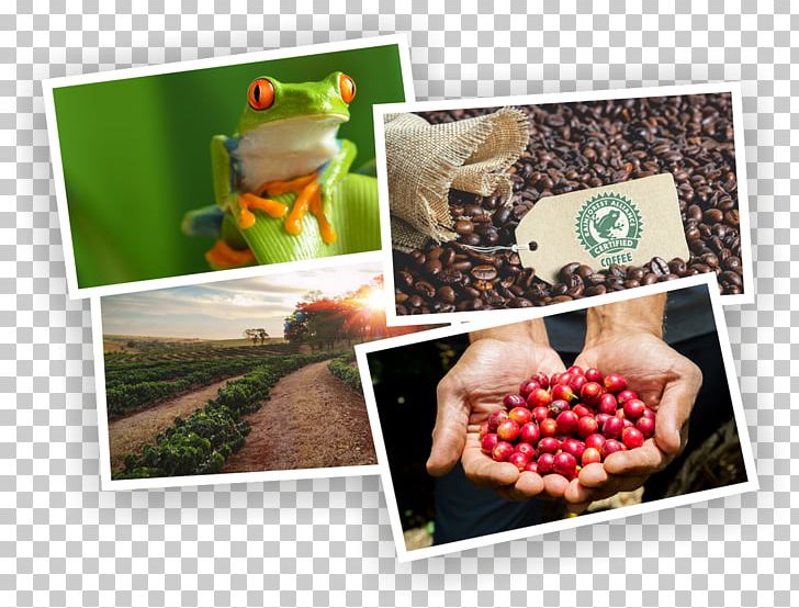Edible Frog Pool Frog Grenouille Verte Coffee PNG, Clipart, Coffee, County, Edible Frog, Food, Frog Free PNG Download