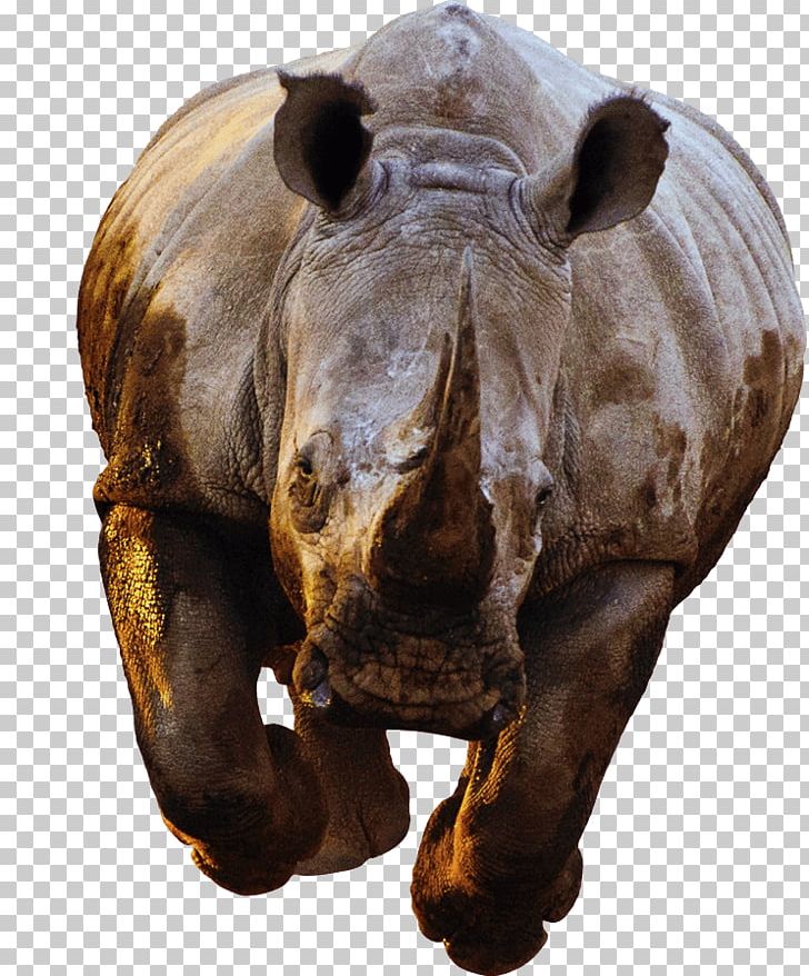 Rhinoceros Success White Rhinoceros Horn Poaching PNG, Clipart, Animal, Animals, Cites, Desktop Wallpaper, Horn Free PNG Download