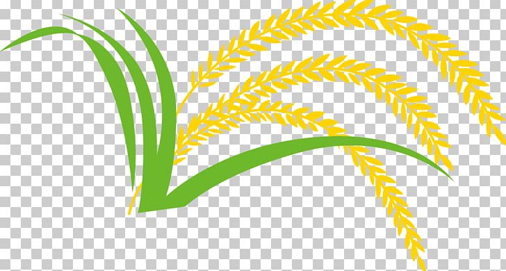 Rice Gadu Paddy Field PNG, Clipart, Area, Brown Rice, Cereal, Commodity, Designer Free PNG Download
