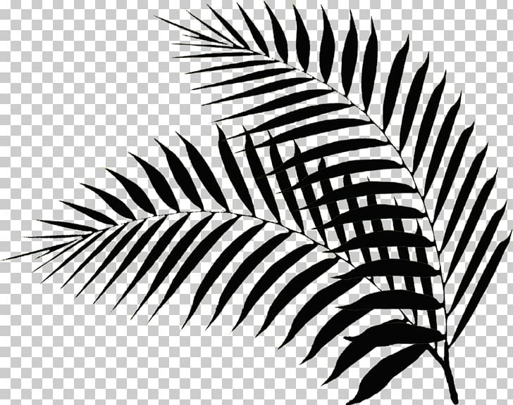 Palm Branch Leaf Hotel Palm Sunday Photography PNG, Clipart, Accommodation, Arecales, Black And White, Child, Hotel Free PNG Download