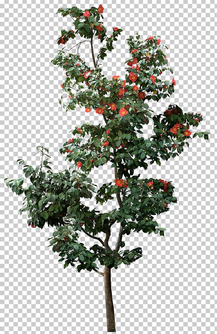 Treelet PNG, Clipart, Aquifoliaceae, Aquifoliales, Author, Branch, Christmas Decoration Free PNG Download