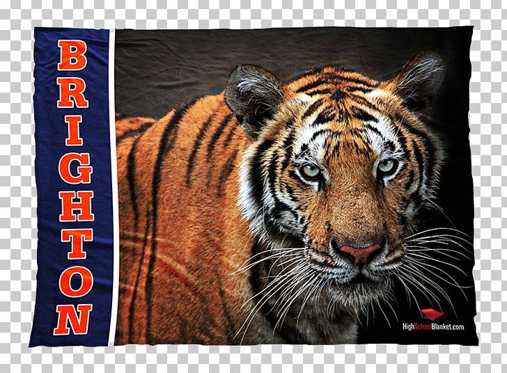 Bengal Tiger Bengal Cat Wildlife Whiskers PNG, Clipart, Animal, Animals, Bengal Cat, Bengal Tiger, Big Cat Free PNG Download
