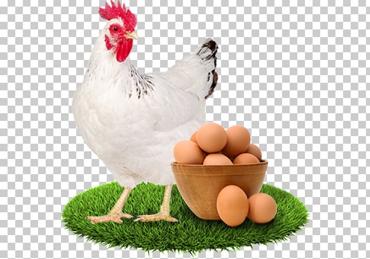 Chicken Egg Stock Photography Poultry Fowl PNG, Clipart, Animals, Beak, Bird, Blank, Chicken Free PNG Download