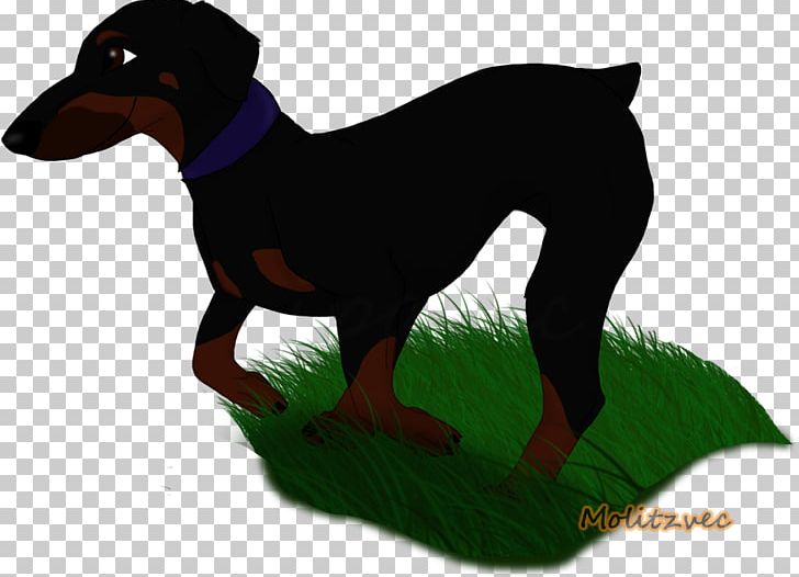 Dobermann German Pinscher Miniature Pinscher Manchester Terrier Puppy PNG, Clipart, Animals, Breed, Carnivoran, Cartoon, Dobermann Free PNG Download