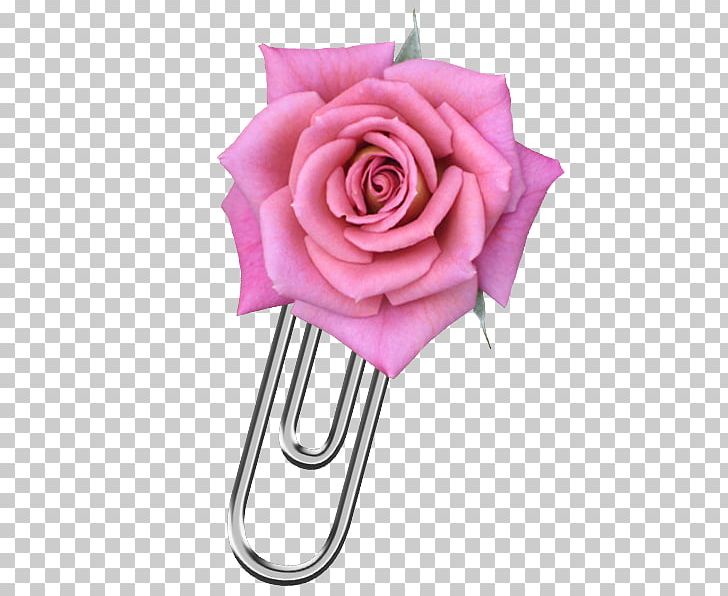 Garden Roses Cut Flowers Cabbage Rose Floral Design PNG, Clipart, Album, Cut Flowers, Floral Design, Floristry, Flower Free PNG Download