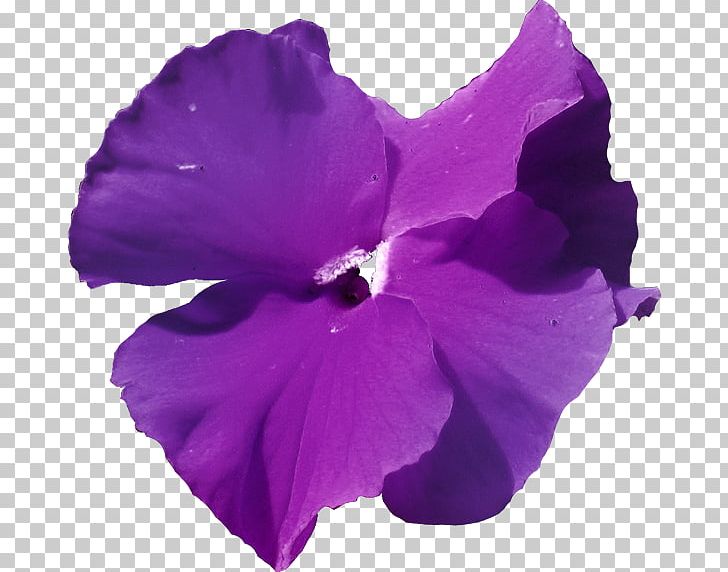 Mallows Violet Herbaceous Plant Family PNG, Clipart, Family, Flower, Flowering Plant, Herbaceous Plant, Iris Free PNG Download