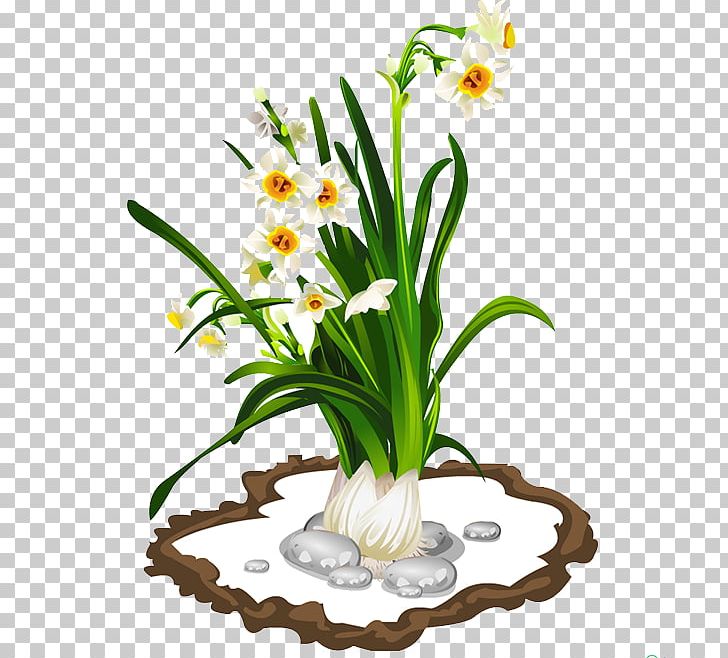 Narcissus Tazetta PNG, Clipart, Cartoon Garlic, Chili Garlic, Cut Flowers, Daffodil, Download Free PNG Download