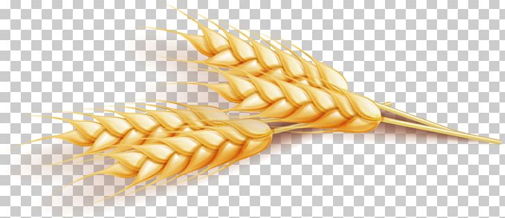 Wheat Euclidean Computer File PNG, Clipart, Adobe Illustrator, Cartoon Wheat, Commodity, Download, Drawing Free PNG Download