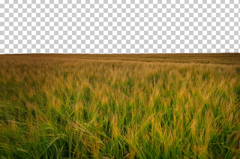 Wheat PNG, Clipart, Barley, Crop, Grain, Grassland, Wheat Free PNG Download