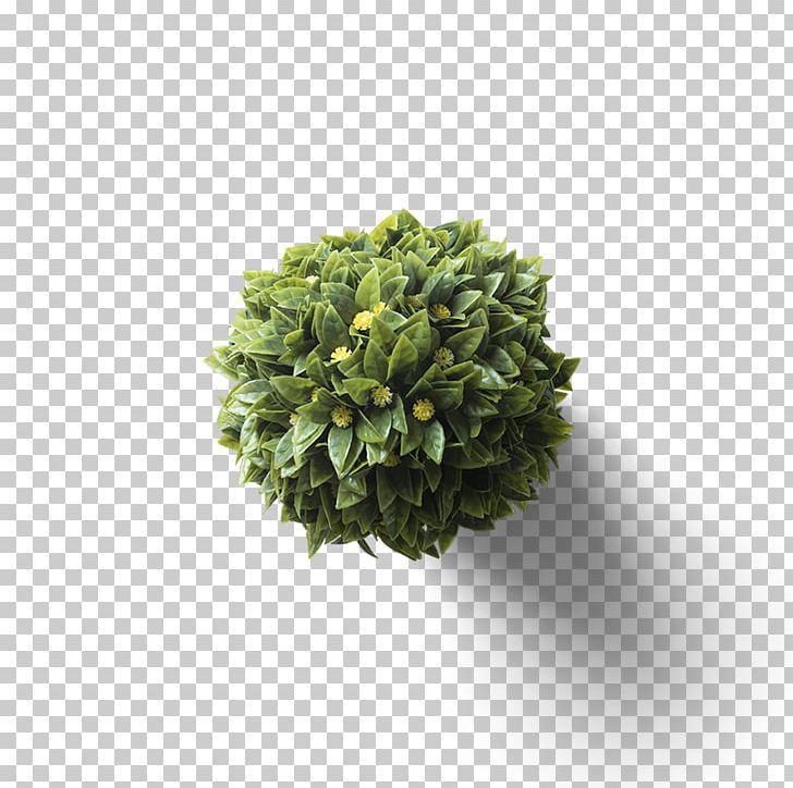 Bonsai Icon PNG, Clipart, 3d Computer Graphics, 3d Modeling, Arbor Day, Bonsai, Bonsai Tree Free PNG Download