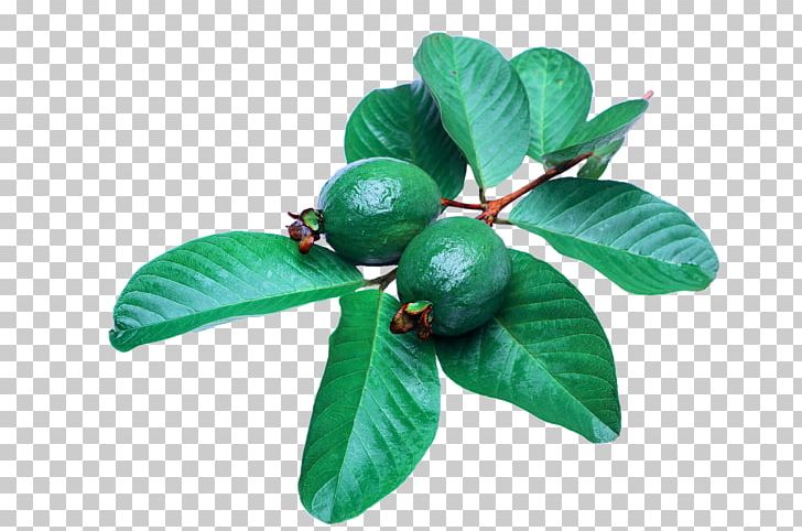 Common Guava Leaf PNG, Clipart, Banco De Imagens, Common Guava, Food, Fruit, Green Free PNG Download