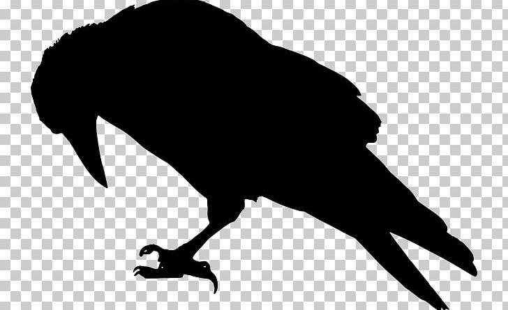 Common Raven Silhouette Bird PNG, Clipart, Animals, Beak, Bird, Black And White, Black Crow Free PNG Download
