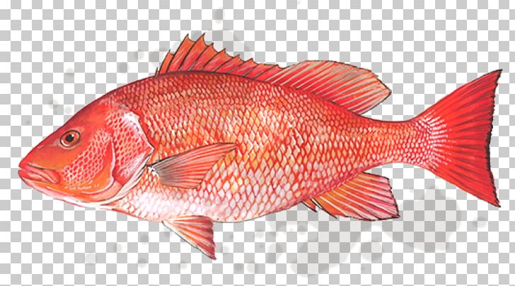Northern Red Snapper Gulf Of Mexico Fish Products Lane Snapper PNG, Clipart, Animal Source Foods, Coral Reef Fish, Fauna, Fish, Fishery Free PNG Download