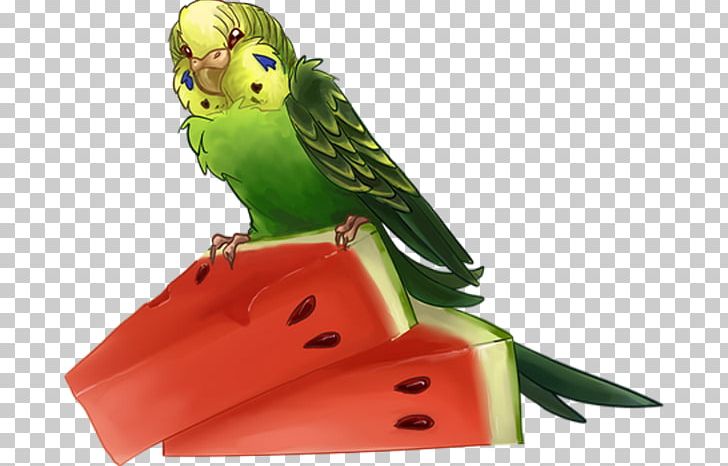 Watermelon Drawing Fruit PNG, Clipart, Beak, Bird, Common Pet Parakeet, Drawing, Fruit Free PNG Download
