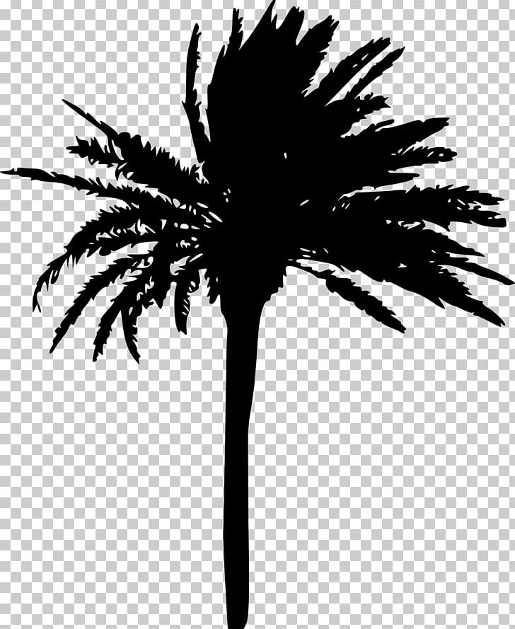 Arecaceae Tree Woody Plant Sabal Palm PNG, Clipart, Arecaceae, Arecales, Black And White, Branch, Date Palm Free PNG Download