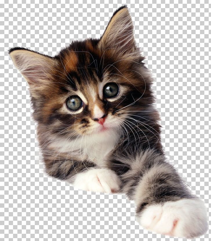 Cat Kitten Pug Pet PNG, Clipart, Animal, Animals, Carnivoran, Cat, Cat Like Mammal Free PNG Download