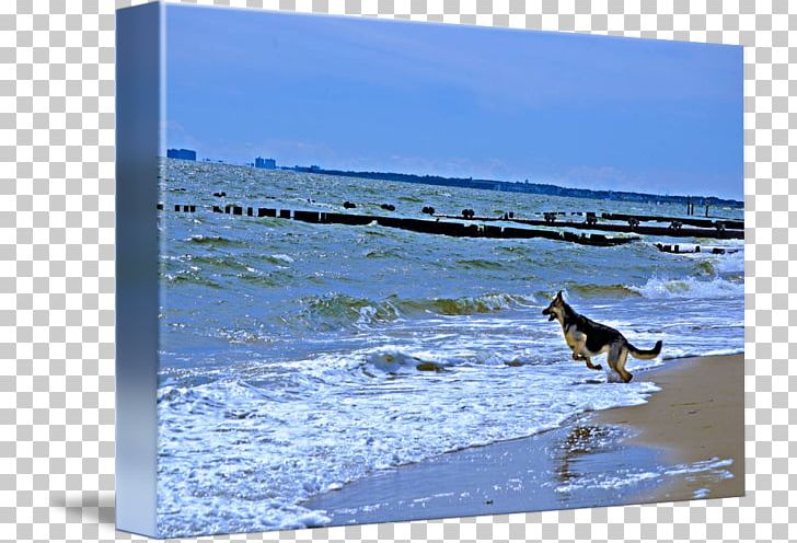 Dog Shore Gallery Wrap Sea Canvas PNG, Clipart, Animals, Arctic, Art, Canvas, Dog Free PNG Download
