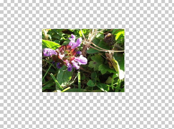 Flowering Plant Herb Wildflower Leaf PNG, Clipart, Desert Flower, Flora, Flower, Flowering Plant, Herb Free PNG Download
