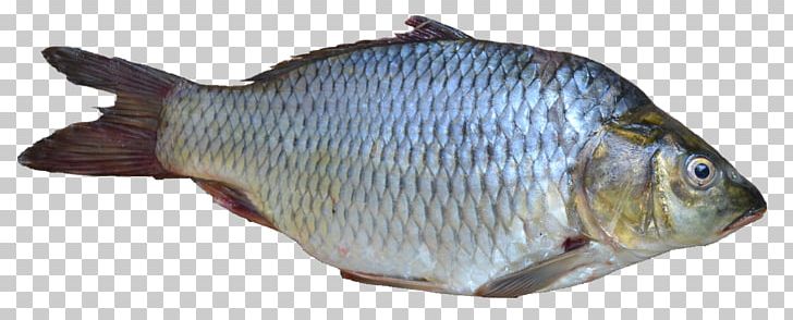 Goldfish Freshwater Fish PNG, Clipart, Animal Figure, Animals, Bony Fish, Carp, Computer Icons Free PNG Download